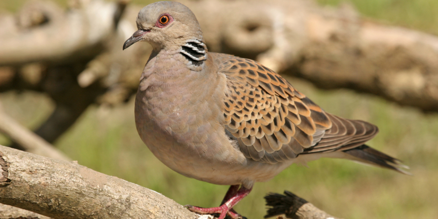 Tourterelle des bois (Streptopelia turtur)  posée sur un arbre